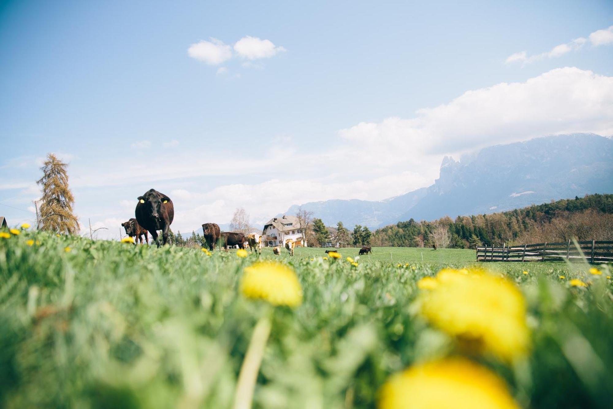 Alpin Farm Birke - Oberweidacherhof Колалбо Екстериор снимка